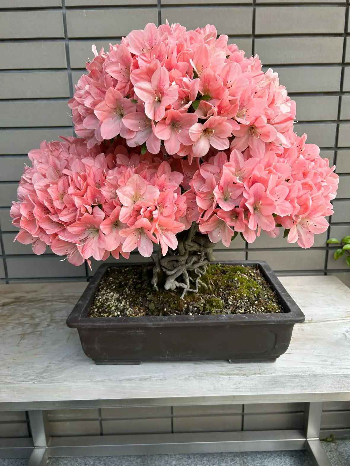 さつき