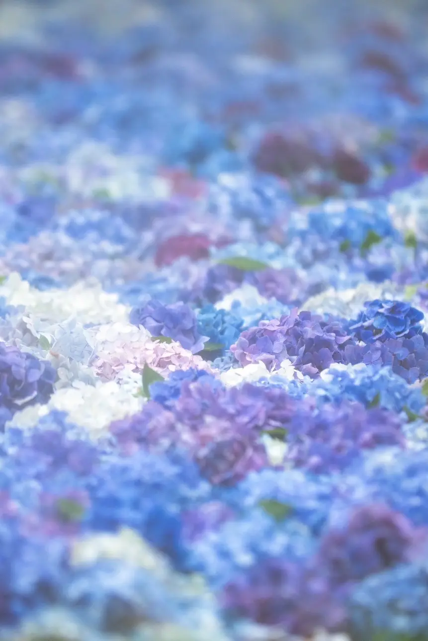たくさんの紫陽花