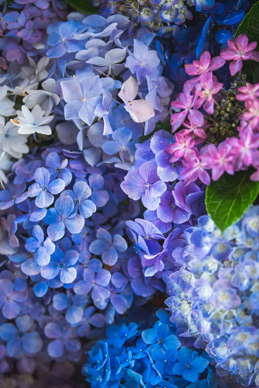 手水舎の紫陽花