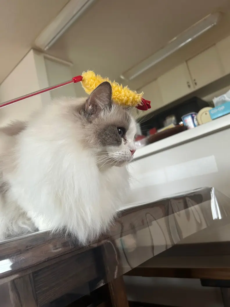 ラグドールのミルト