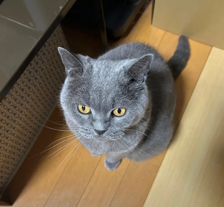 ブリティッシュショートヘアのラル