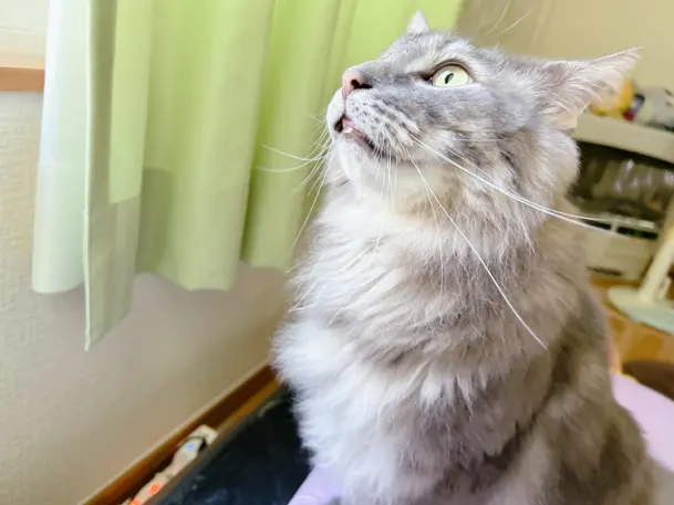 ノルウェージャンフォレストキャットのセル